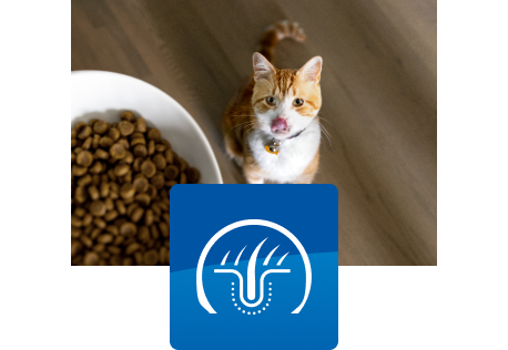 Katė žiūri į maisto dubenėlį