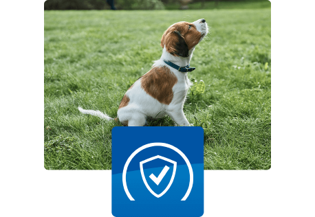 Šuniukas sėdi lauke